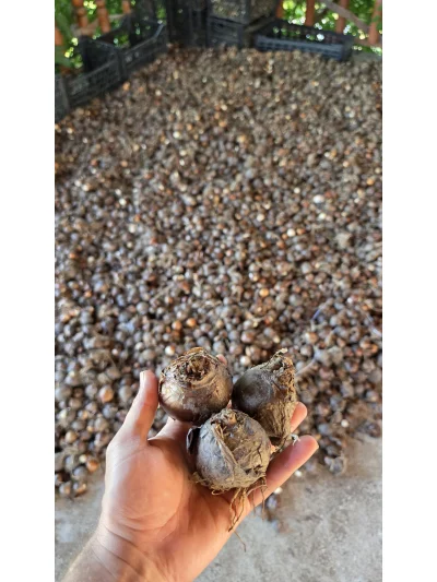 Katmerli Hoş Kokulu Nergis Soğanı