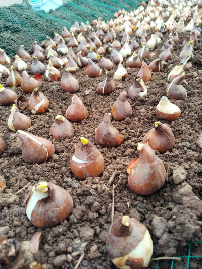 Lale Soğanı Çiçeği