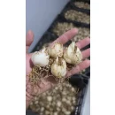 Akzambak (Lilyum Candidum)