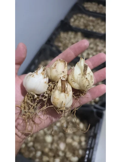 Akzambak (Lilyum Candidum)