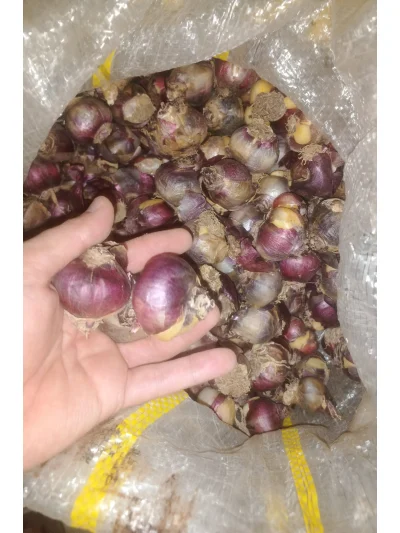 Sümbül